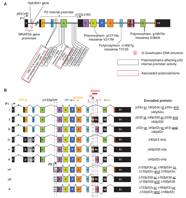 TP53 Isoforms mRNA